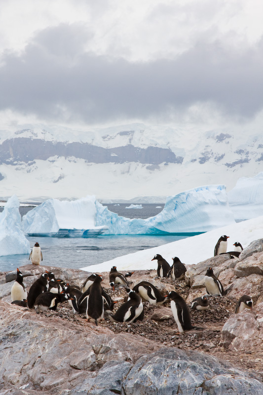 Gentoo Penguin Colony